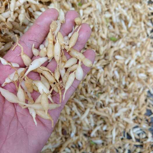 铜仁麦冬    一手货源产地直发，