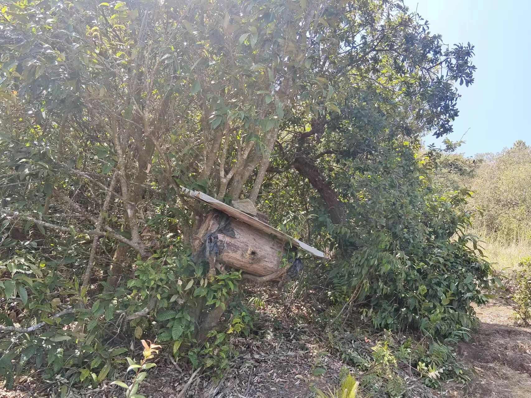 土蜂蜜