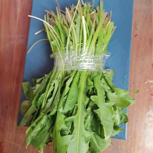 巨野县蒲公英菜