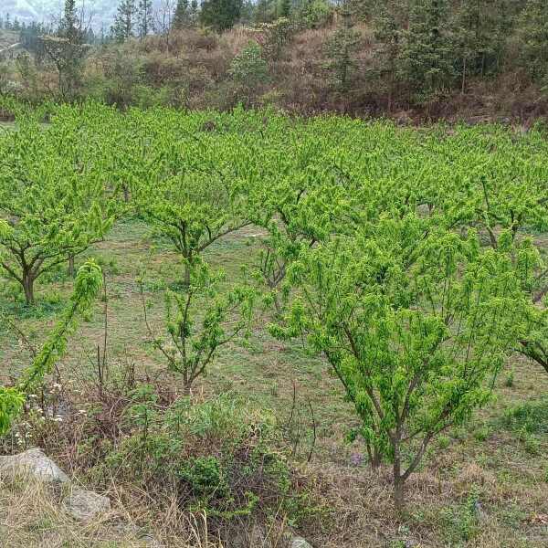 已种植了8年的蜂糖李果树，目前已经进入盛挂果状态，共1万余株