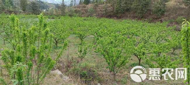 已种植了8年的蜂糖李果树，目前已经进入盛挂果状态，共1万余株