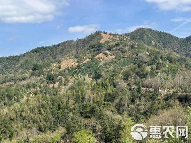 2024新茶富溪漕溪雨前一级古法黄山毛峰茶叶口粮绿茶半斤双罐