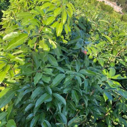 灵山县妃子笑荔枝苗