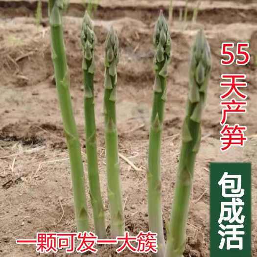 菏泽芦笋根苗，现挖芦笋苗，种一次多年采收，四季种植，基地专用