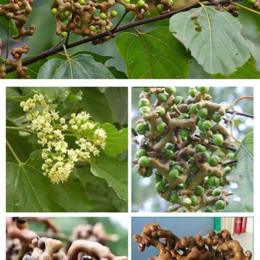 石泉县万寿果，秦岭红拐枣，金钩梨