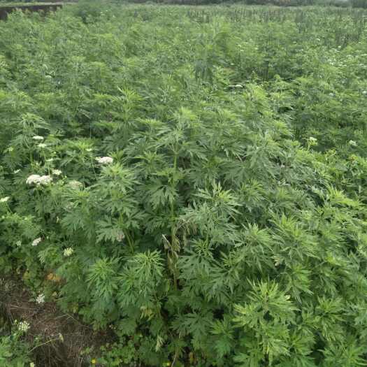 桂林家乡老味道益母草，货源充足有需要的老板请联系我！
