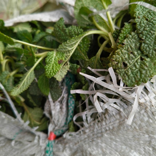 罗山县蛤蟆草