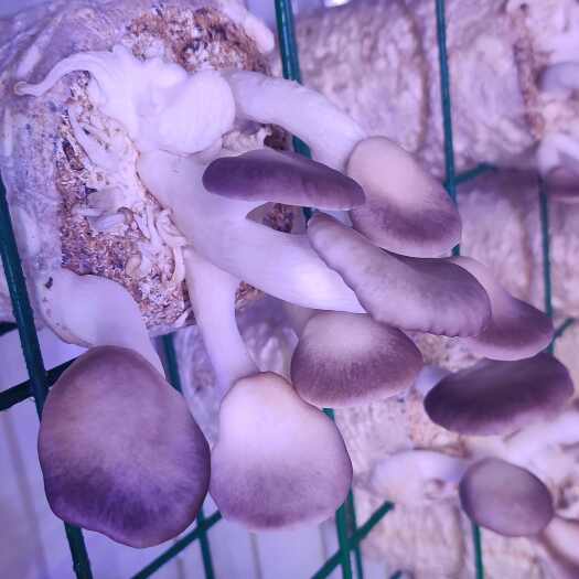 南宁秀珍菇
