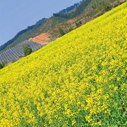 宜丰县10万斤新鲜油菜籽待出售，直接田里装货