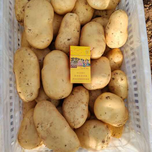 山东肥城大棚荷兰15黄心土豆 大量上市货源充足发货全国