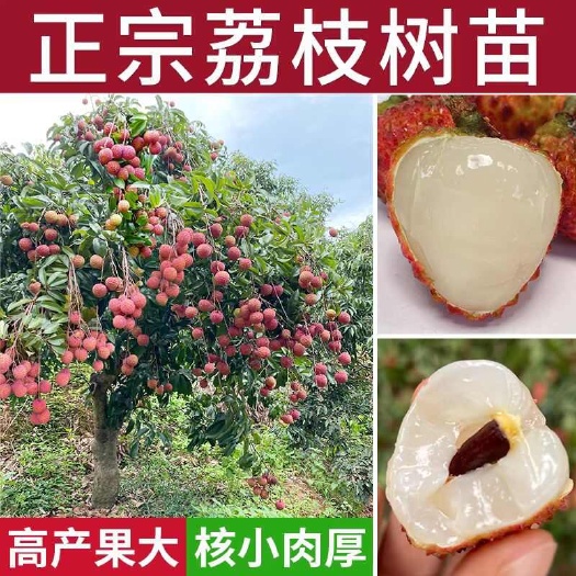 灵山县妃子笑荔枝苗