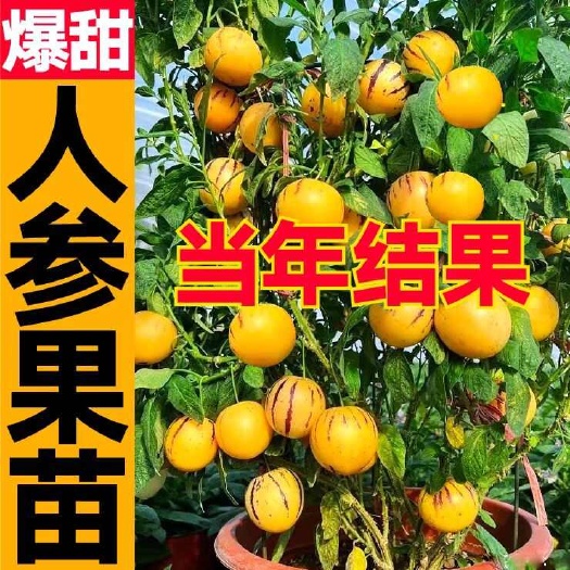 临朐县云南人参果树苗盆栽人生果苗菜苗水果长寿果种籽阳台种植四季