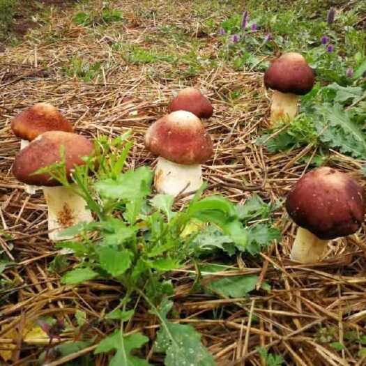反季节林下赤松茸大球盖菇7-8月份出菇批发
