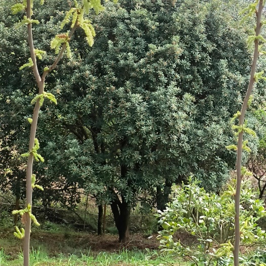  杨梅树