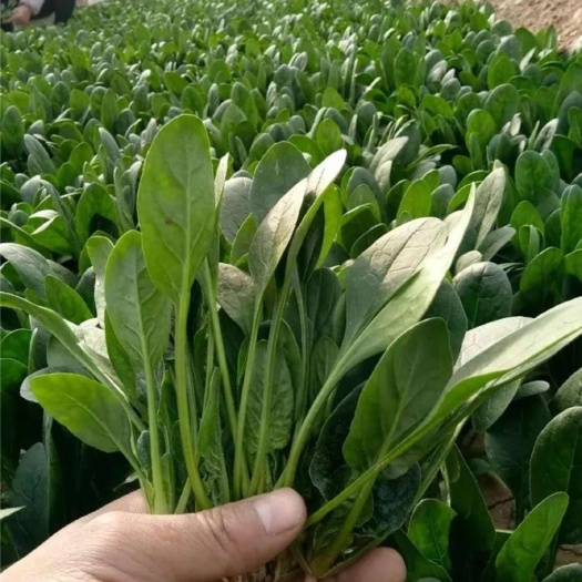 菠菜