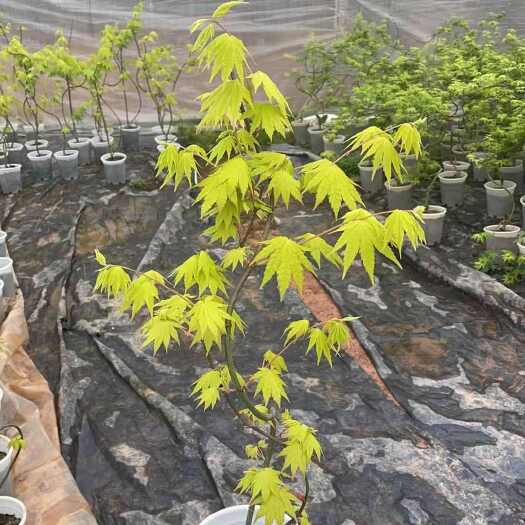 宣威市网络枫