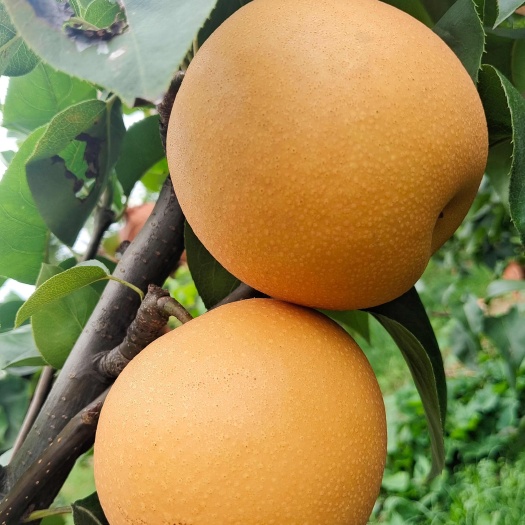梨树苗，秋月梨苗，酥翠蜜梨苗，翠冠梨苗，自家苗圃基地。