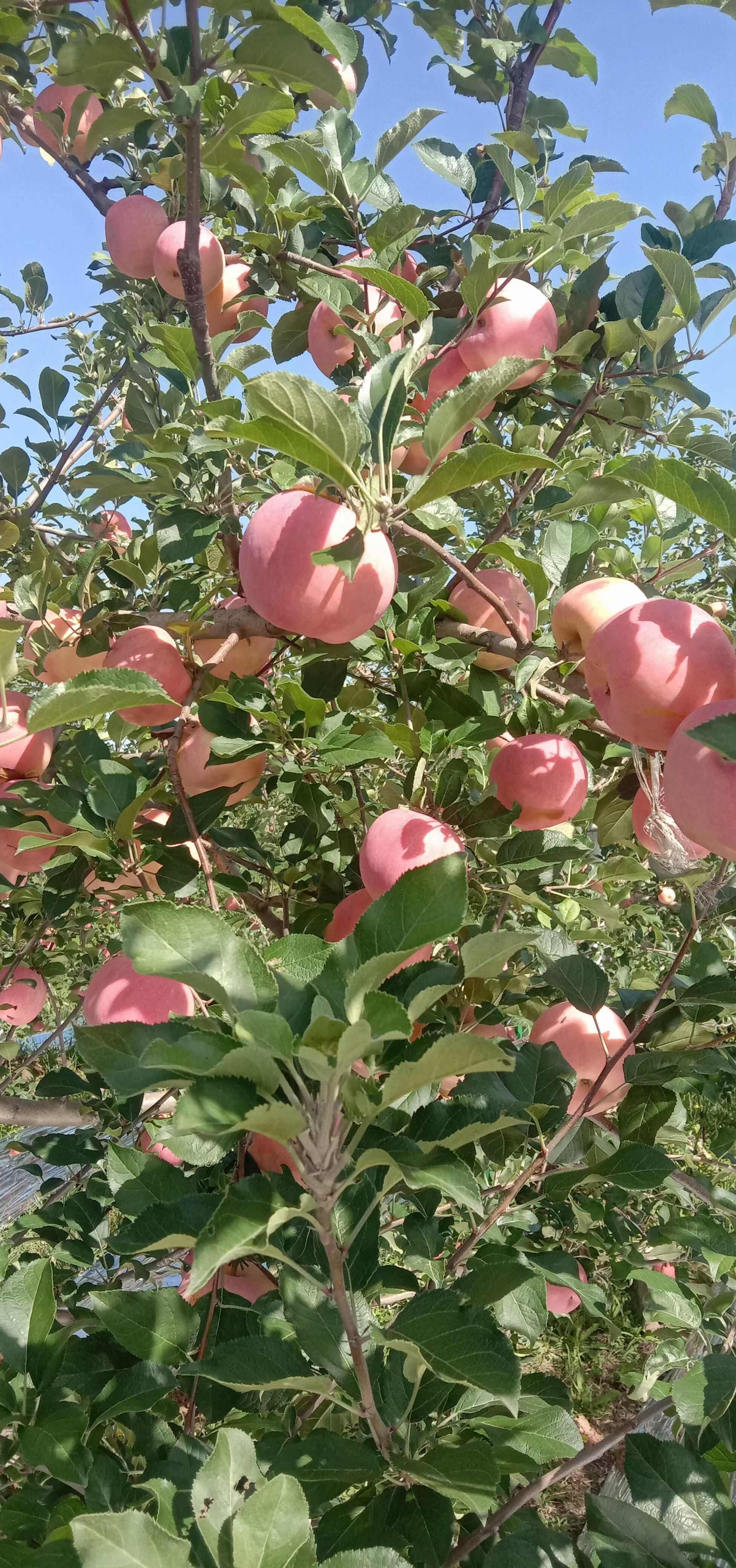 苹果