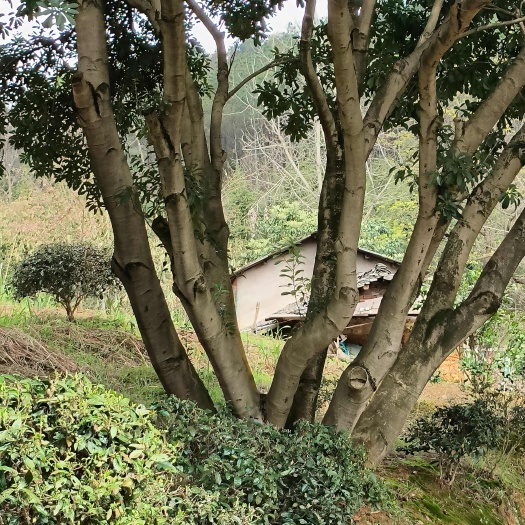 全州县杨梅树