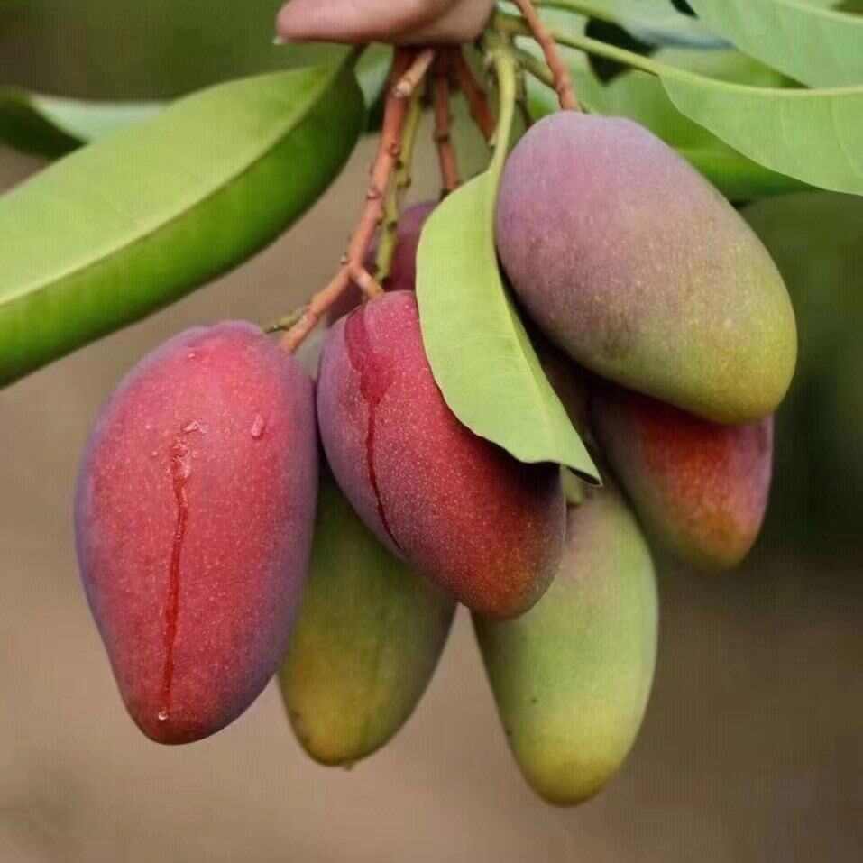 贵妃芒，自己家果园 树上熟，不打假广告。