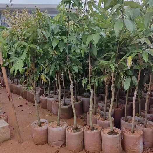灵山县妃子笑荔枝苗