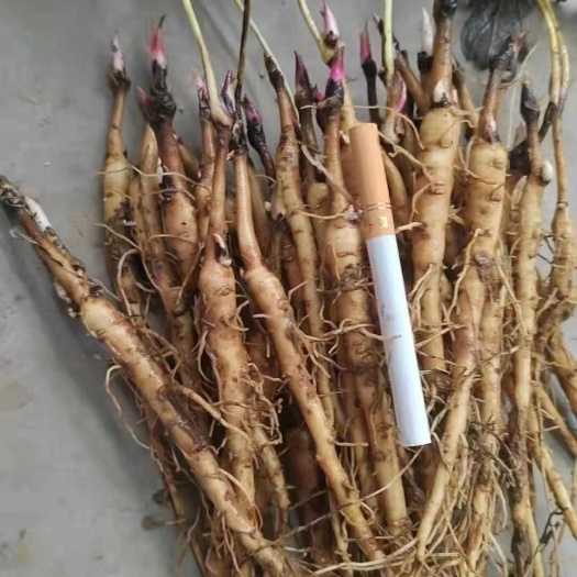 山阳县牡丹苗，油用牡丹，可作观赏药用