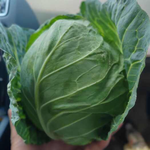 横州市圆包菜