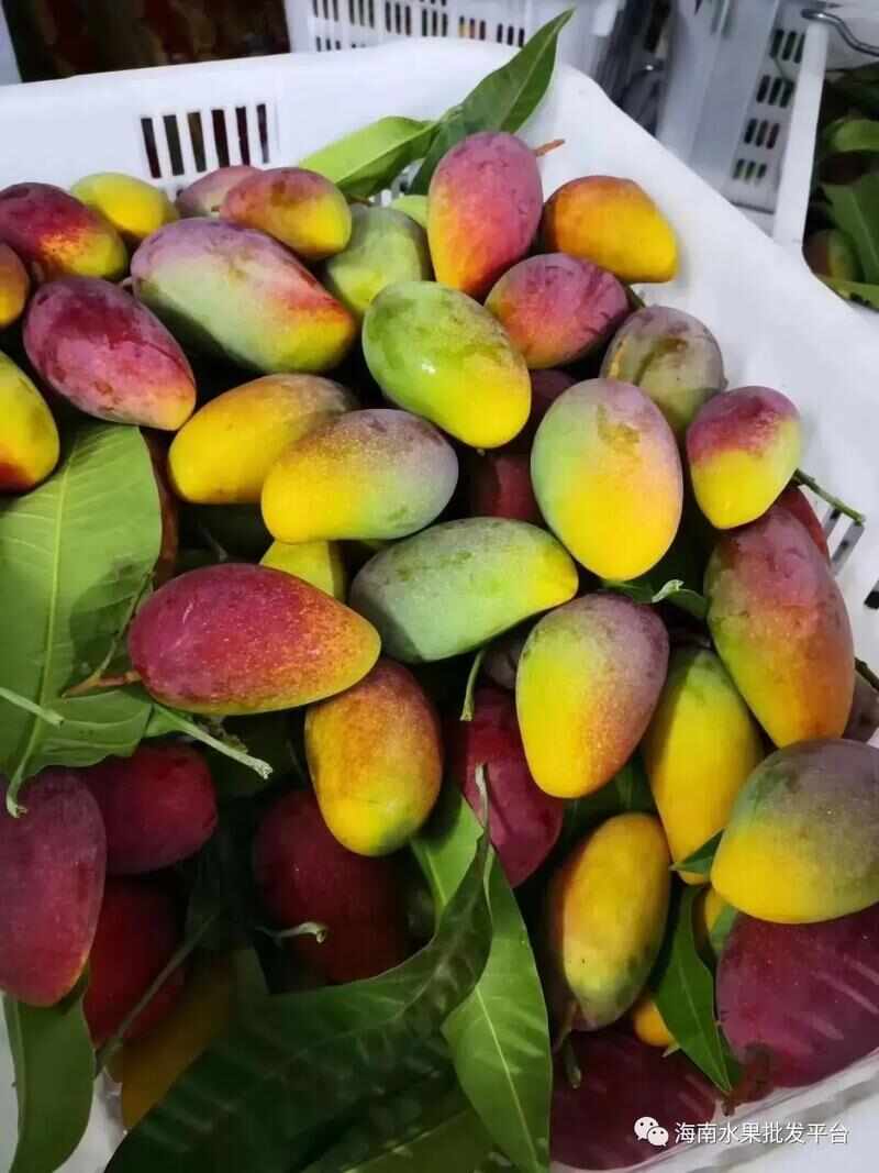 贵妃芒，自己家果园 树上熟，不打假广告。