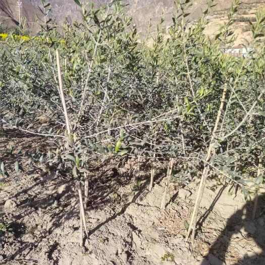 地径一公分以上，高度50公分以上油橄榄定制苗木