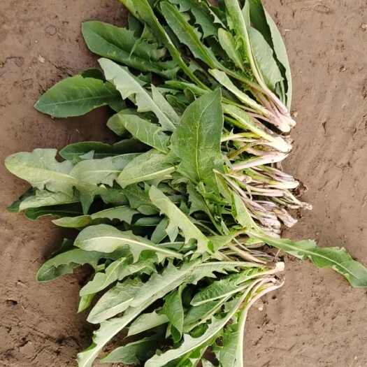 睢县春季头茬露天种植蒲公英嫩菜，下单现挖小颗嫩菜