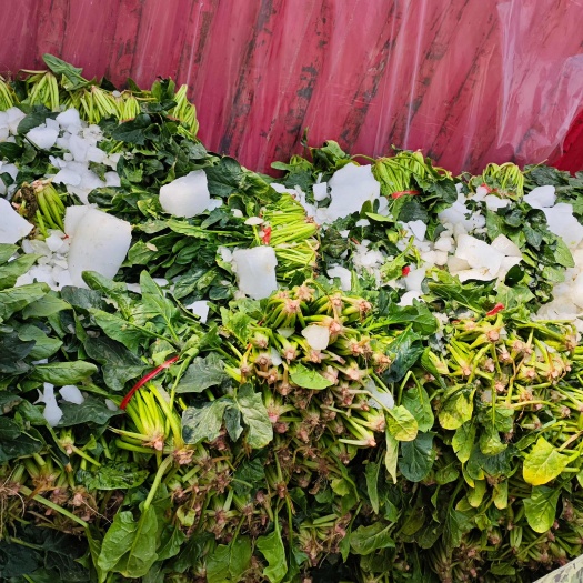 大叶菠菜