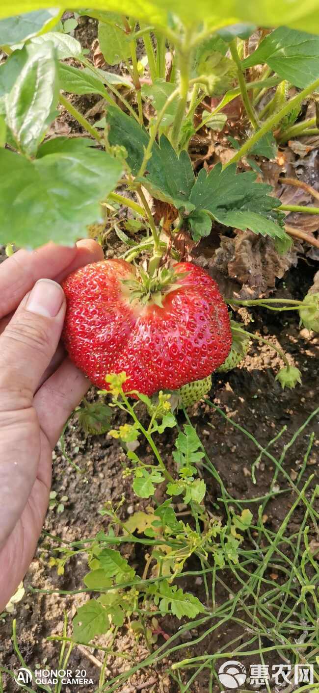 四季草莓苗草莓苗一年四季结果草莓苗大果型