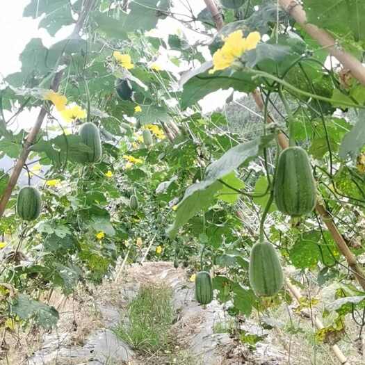 南平苹果丝瓜，