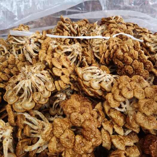 滑子菇干货 批发 产地 不同规格货源充足 诚信经营 品质放心