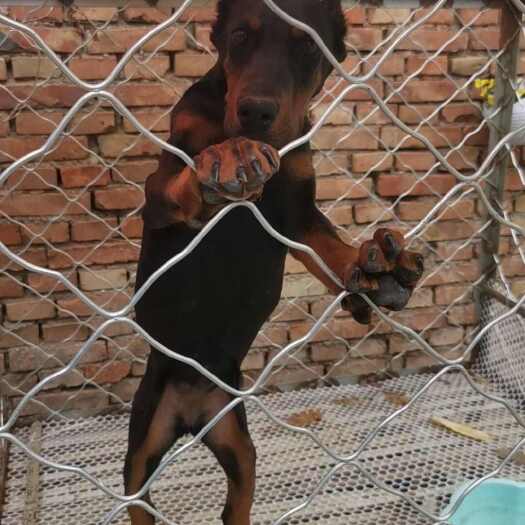 郓城县杜宾犬