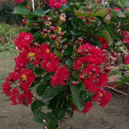 新沂市红叶紫薇