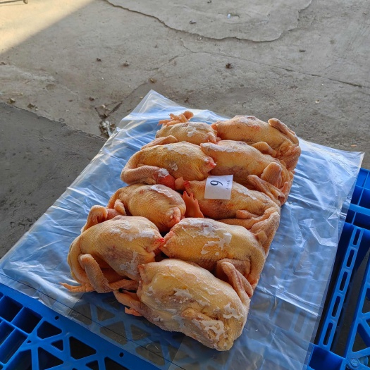 莘县蛋鸡白条