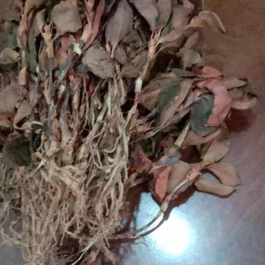 南靖县金线莲