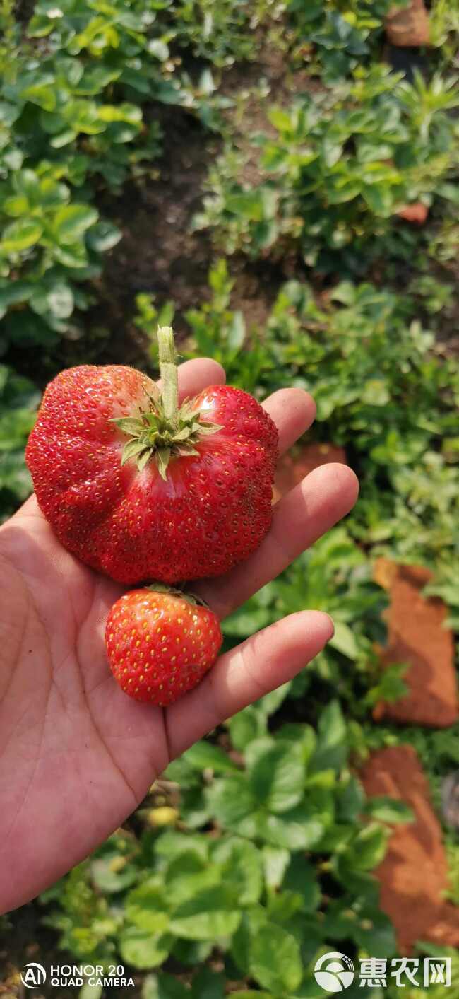 四季草莓苗草莓苗一年四季结果草莓苗大果型