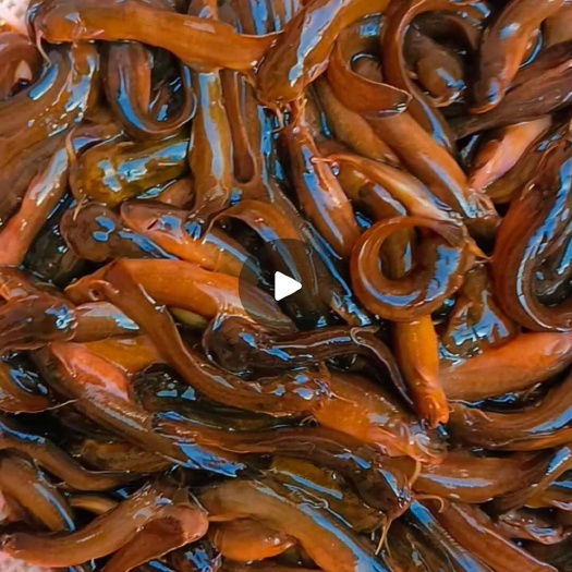 水蜂子  水虱子   射蜂子