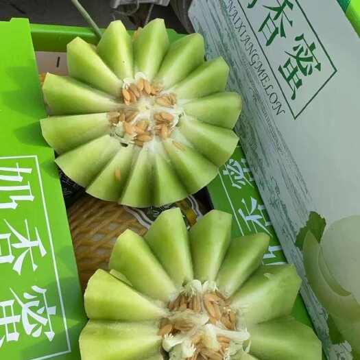 滑县玉姑甜瓜，河南滑县万亩甜瓜供应各大批发市场以及商超和电商平台