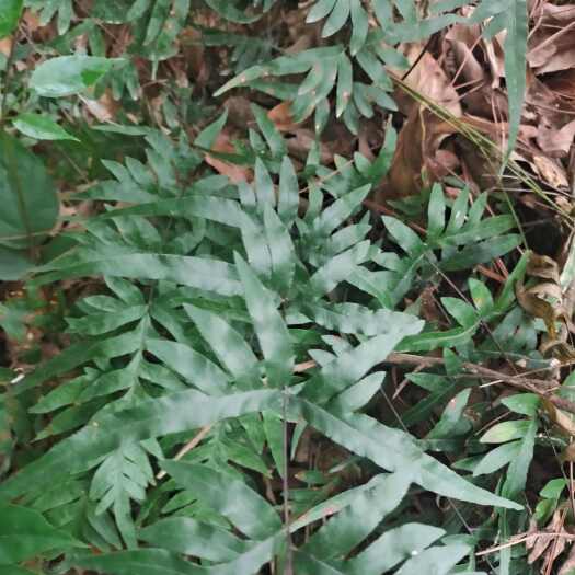  凤尾草