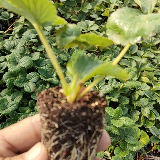 泰安草莓穴盘脱毒苗
久香穴盘草莓苗  天仙醉穴盘草莓苗