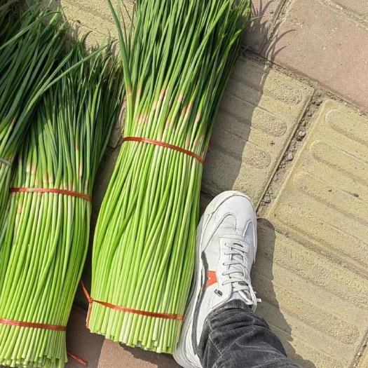 中牟精品红帽蒜苗即将上市，有需要的得客户提前联系，产地直发