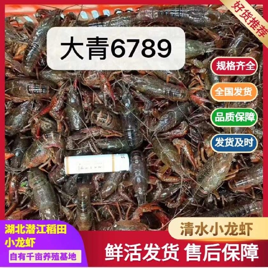 原产地湖北潜江稻田清水小龙虾一手货源支持一件起批