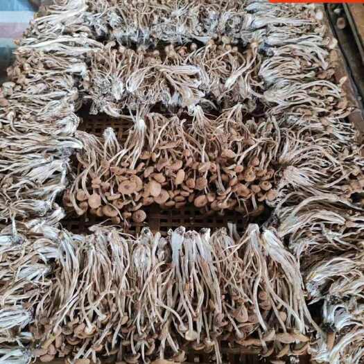 乐昌市茶树菇干货小帽的