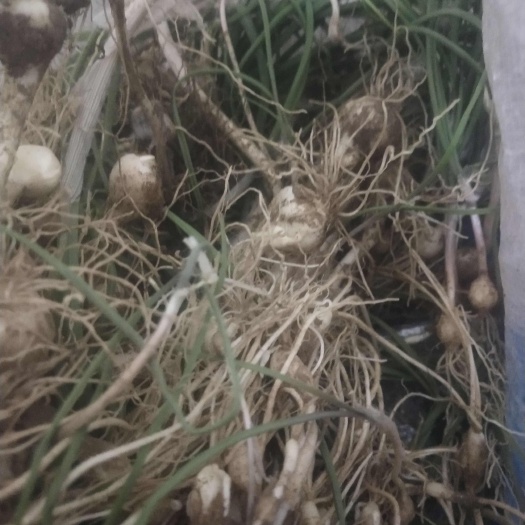 北鎮(zhèn)市野菜，大腦瓜，又稱小野蒜，