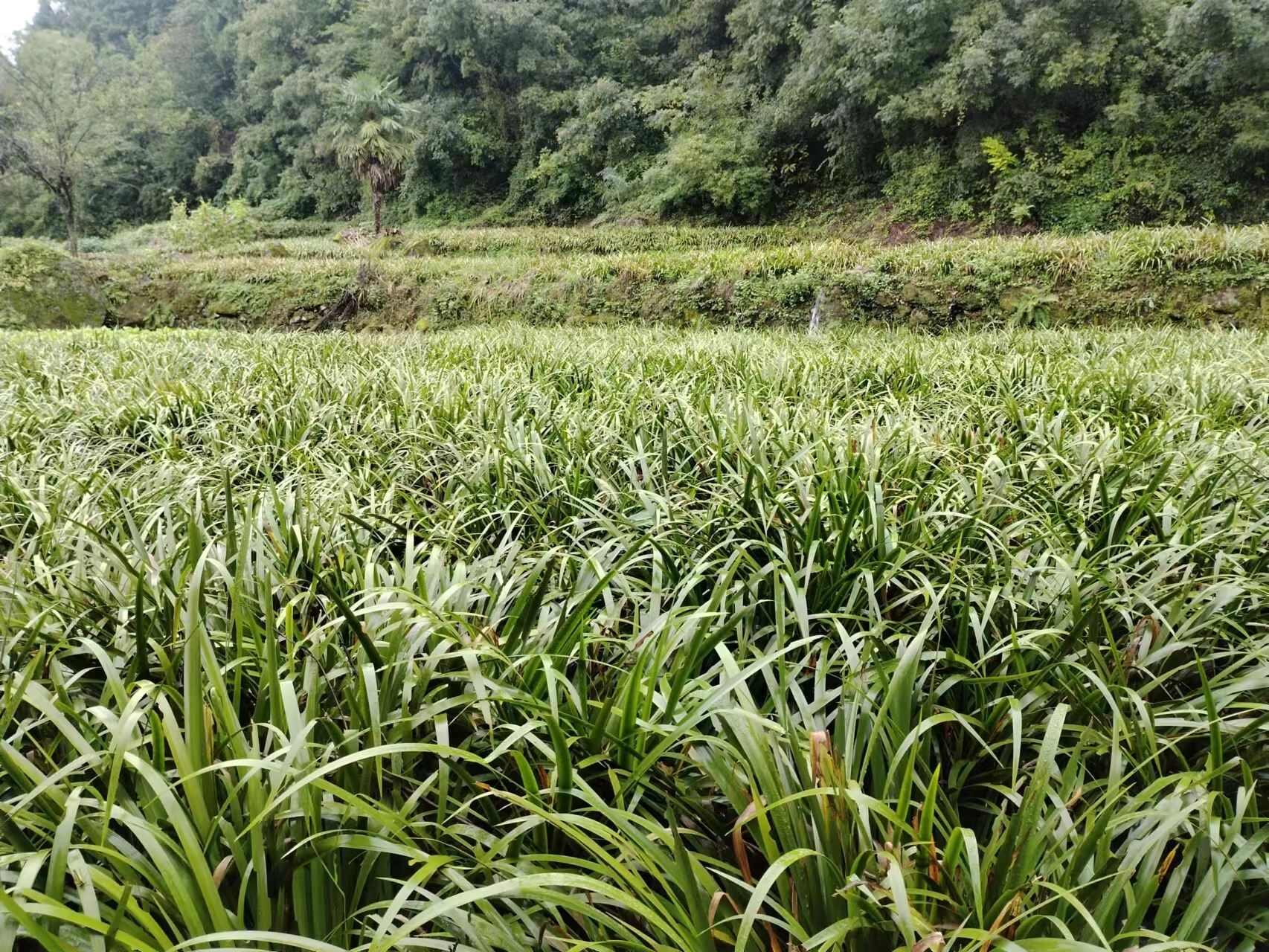 五香草 卤料 香料 山奈根 茴香菖蒲 产地大货 供应