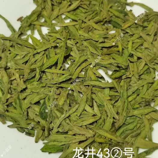 新昌县2024新茶春龙井茶绿茶明前龙井43号新昌大佛龙井高山茶
