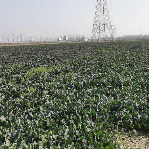 成武县50亩基地大叶菠菜，已检测过农残